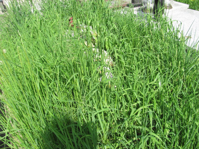 Grób Marianna Niewiadomska